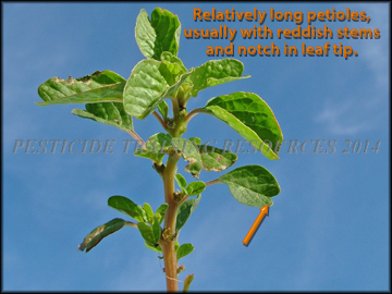 Stem and Foliage