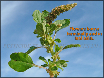 Foliage and Flowers