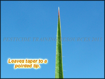 Leaf Point