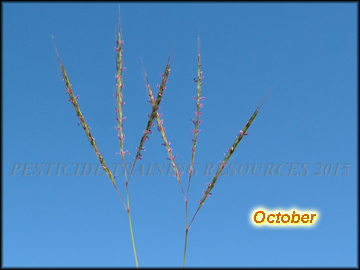 Inflorescence
