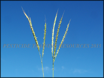 Inflorescence