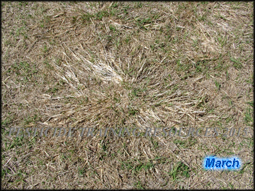 Plant in March