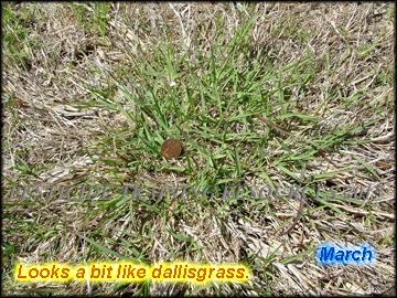 Plant in March