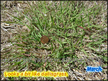Plant in March