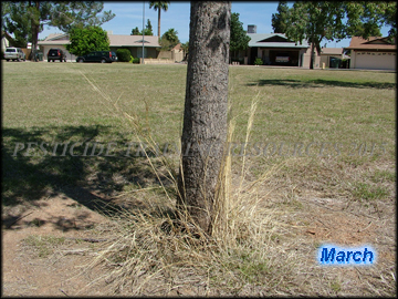Growth not Mowed