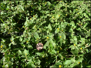 Foliage, Flowers