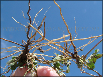 Roots