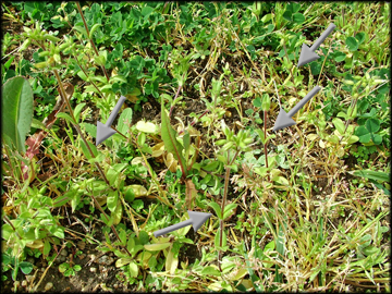 Infestation in Turf