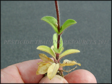 Stem, Foliage