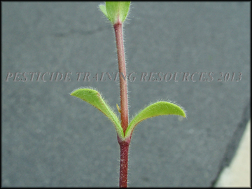 Stem, Leaves