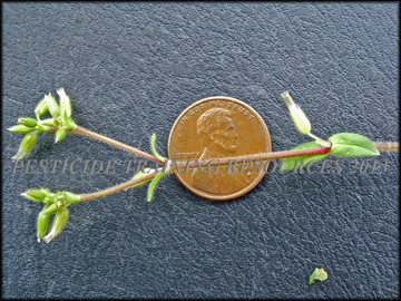 Stem, Leaves