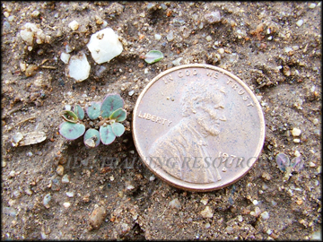 Seedling