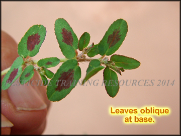 Foliage