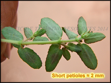 Foliage