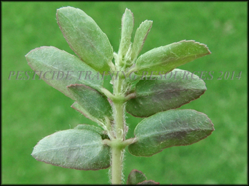 Foliage