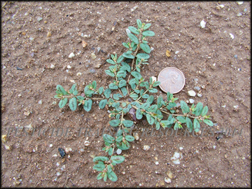 Small Plant