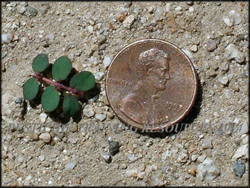Seedling