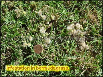 Infestation in bermudagrass