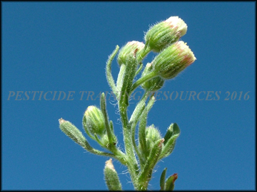 inflorescence