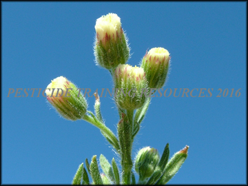 inflorescence