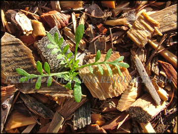 Seedling