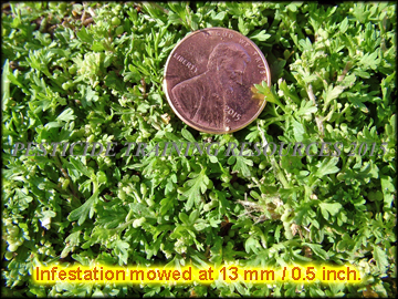 Mature Plant