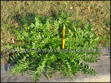 Mature Plant