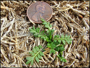 Small Plant
