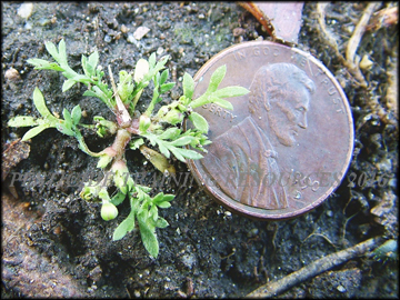 Small Plant