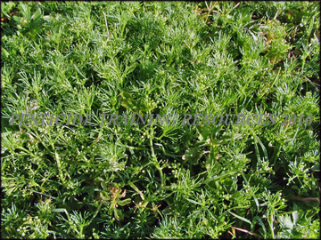 Infestation in Turf