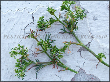 Foliage with Mowing