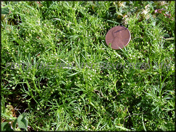 Foliage