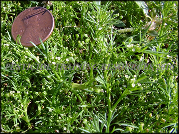 Unmowed Foliage