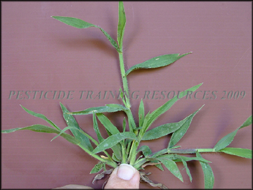 Foliage