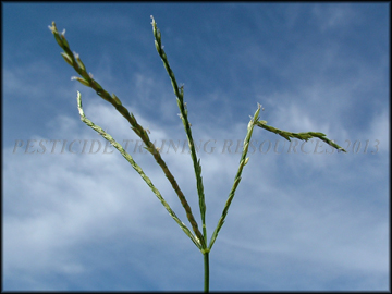 foliage