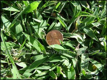 Infestation in bermudagrass