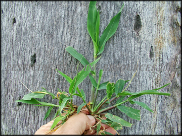 Foliage