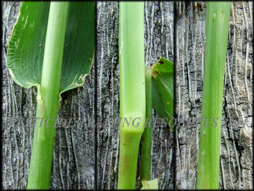 Sheath, Node, Stem