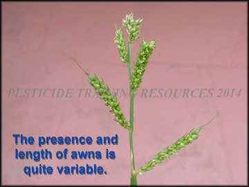 Inflorescence