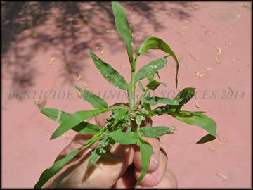 Small Plant