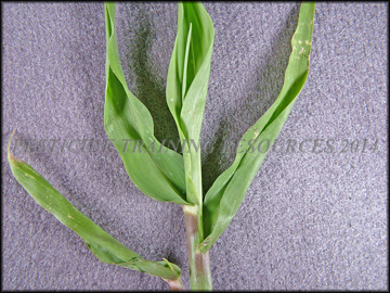 Foliage