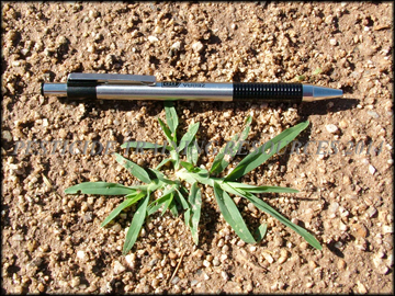 Small Plant