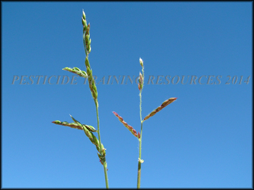 Inflorescence