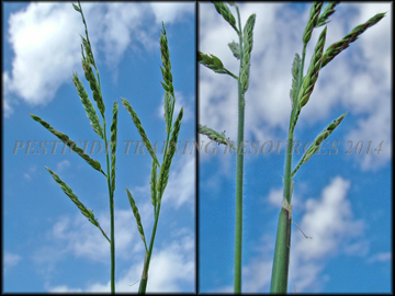 Inflorescence