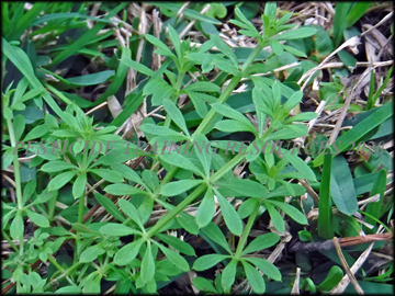 Foliage