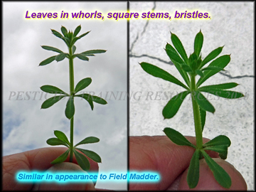 Leaves and Stem