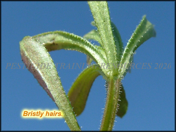 Leaves and Stem