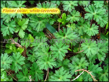 Leaves, Stems
