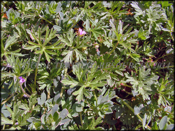 Foliage