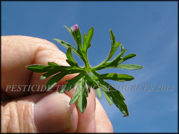 Dissected Leaf